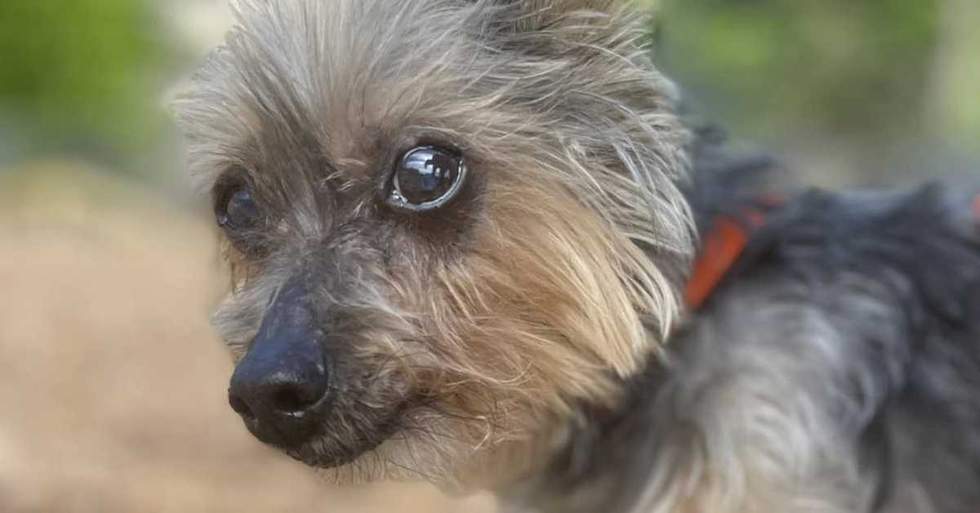 This 16-Year-Old Dog Was Surrendered By His Owner And Is Looking For A New Forever Home