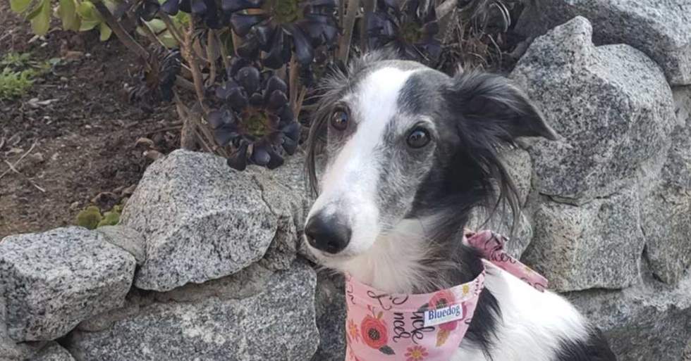 This Silken Windhound's Mom Is Hoping To Get Her The Help She Needs So She Can Beat Cancer