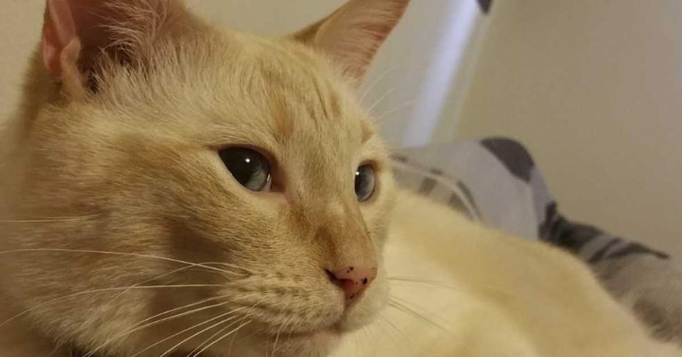 This Cat Has An Extremely Rare Case Of Cancer In His Eye