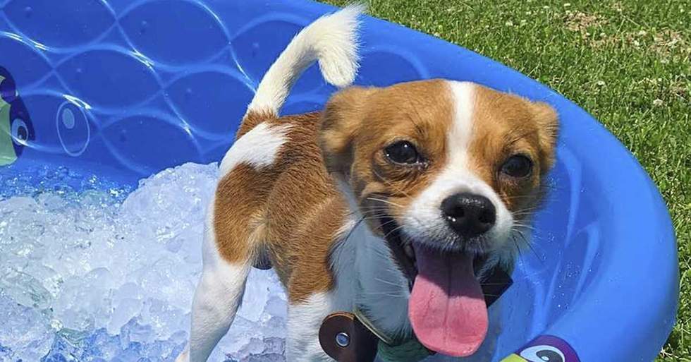 After This Dog Shelter Suffered From A Power Outage, The Community Quickly Came Together To Save All The Dogs From The Heat Wave