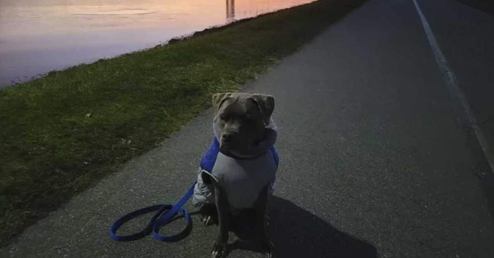 He's Hoping To Raise The Money To Pay For His Dog's ACL Surgery So They Can Return To Helping Reactive Dogs In Need