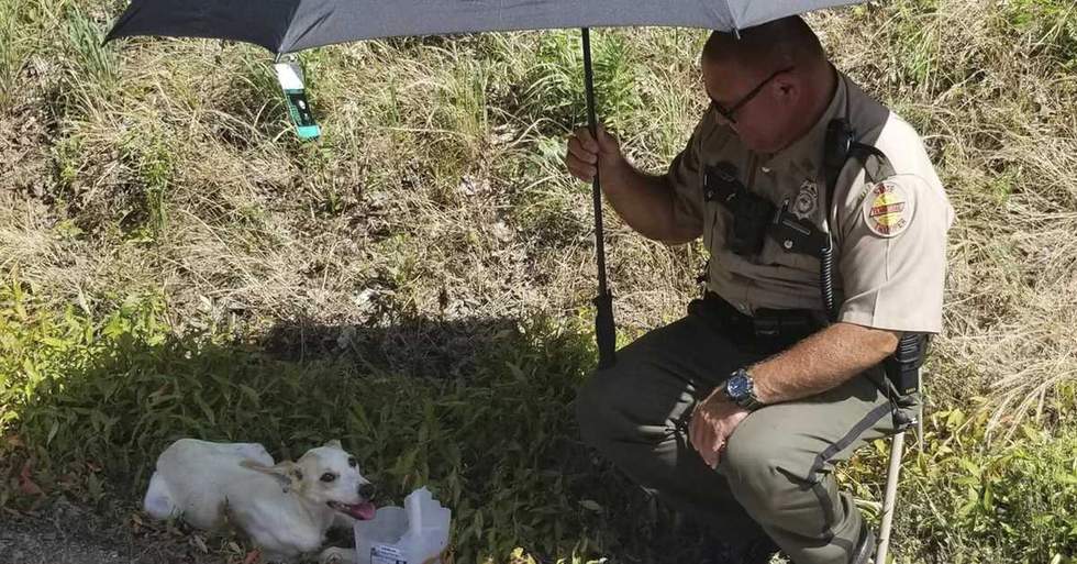 An Illinois Police Officer Stopped To Rescue An Abandoned Pup In Bad Shape On The Side Of The Highway