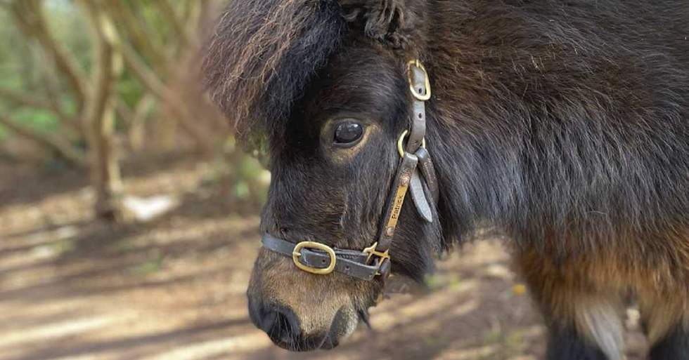 Meet Patrick, A Beer-Drinking Pony Who Also Happens To Be A Mayor In England