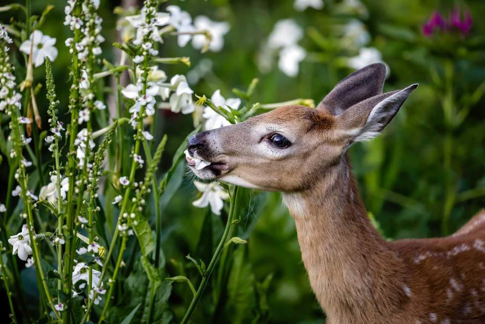 Ken Gillespie - stock.adobe.com- illustrative purposes only, not the actual deer