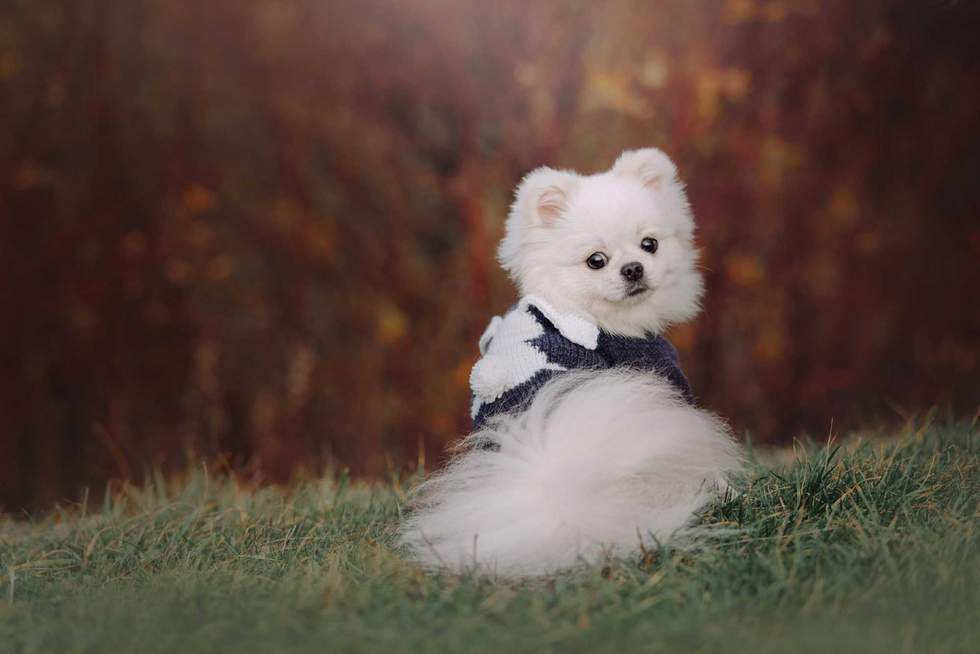 ksuksa - stock.adobe.com - illustrative purposes only, not the actual dog