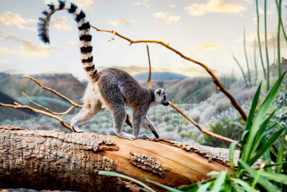 lemur on a tree