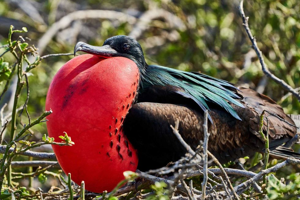 Magnificent frigatebird north seymour island Galapagos in Ecuador south america