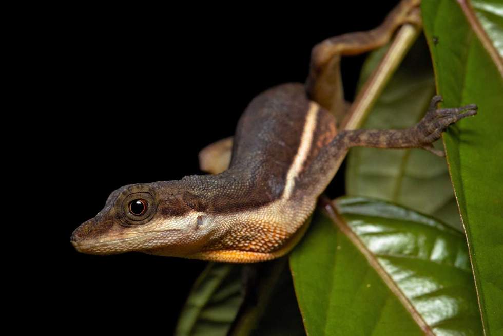 Milan - stock.adobe.com - illustrative purposes only, not the actual anole