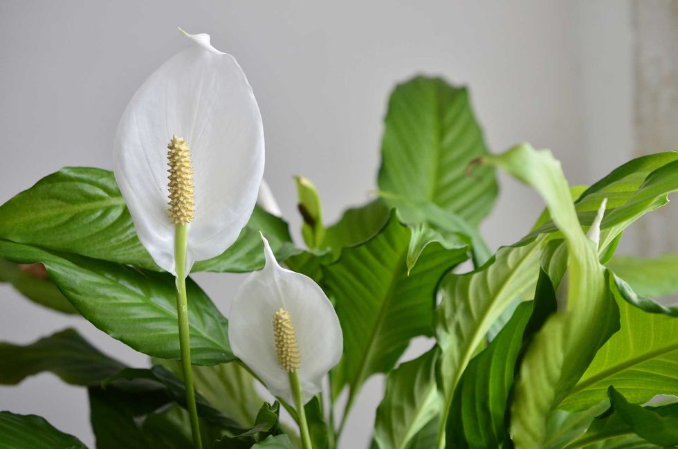 peace lily flower