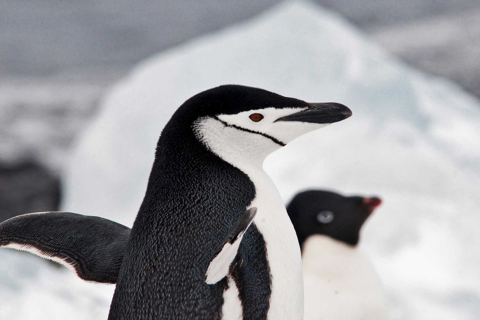 penguins