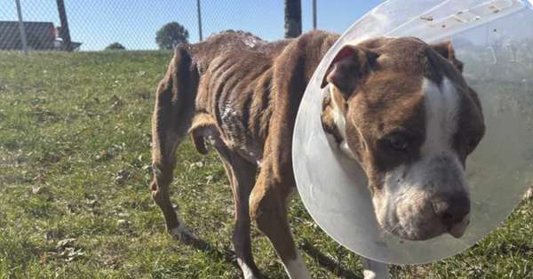 pictured above is Brooks after being rescued from the streets