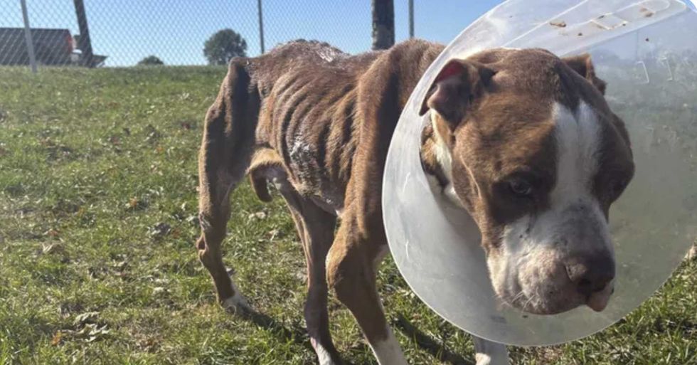 pictured above is Brooks after being rescued from the streets
