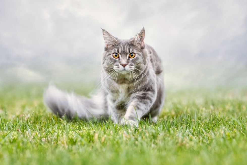 portrait of a beautiful cat outside