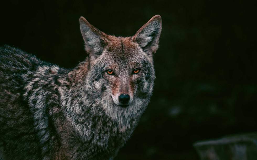 Portrait of coyote staring with orange eyes