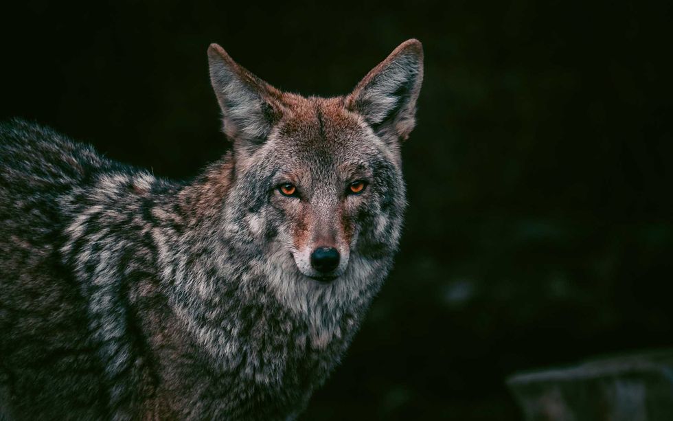 Portrait of coyote staring with orange eyes