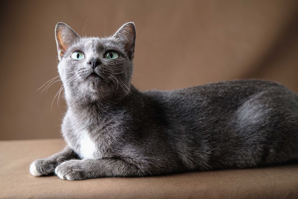 Portraits Old Korat cat lies on the brown cloth and has look up, Selective focus on the eyes, copy space for your text.