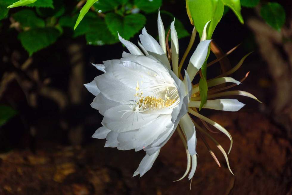 Queen of the Night flower at Kerala, South India