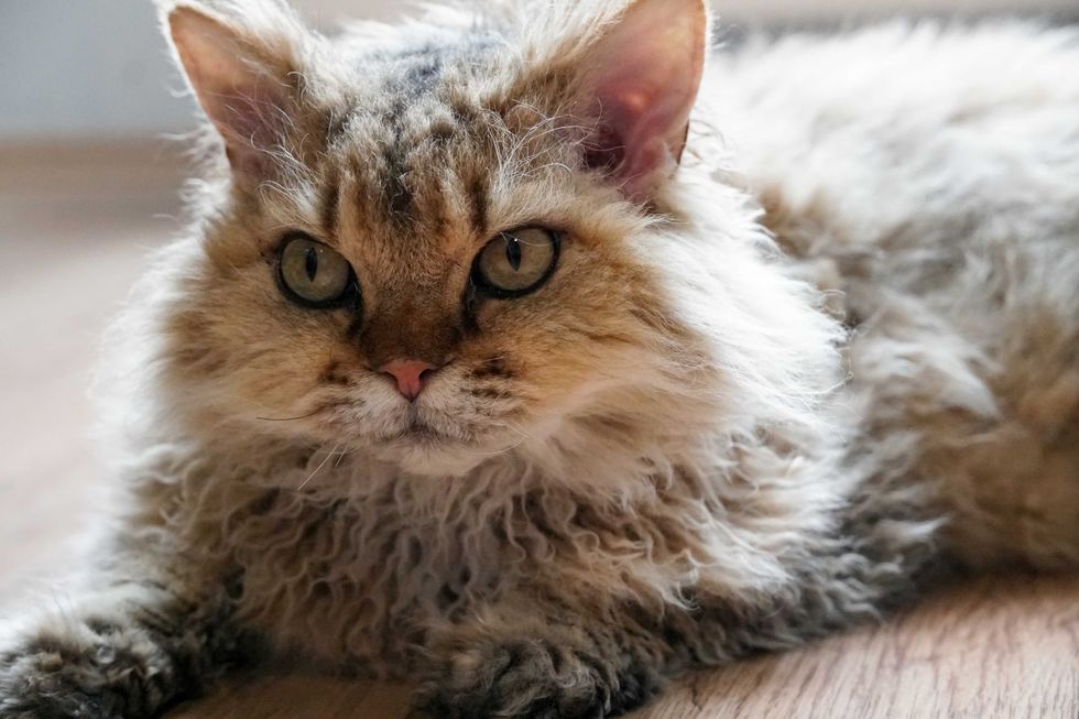 Relaxed orange tabby selkirk rex cat lying on the floor. High quality photo