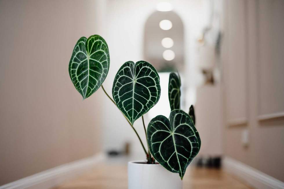How To Care For An Anthurium Clarinervium, Which Is A Showstopper For Its Heart-Shaped Leaves