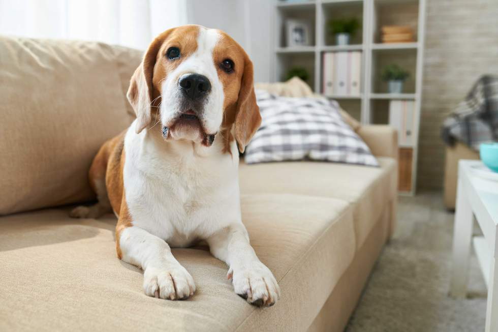 Seventyfour - stock.adobe.com-  illustrative purposes only, not the actual dog