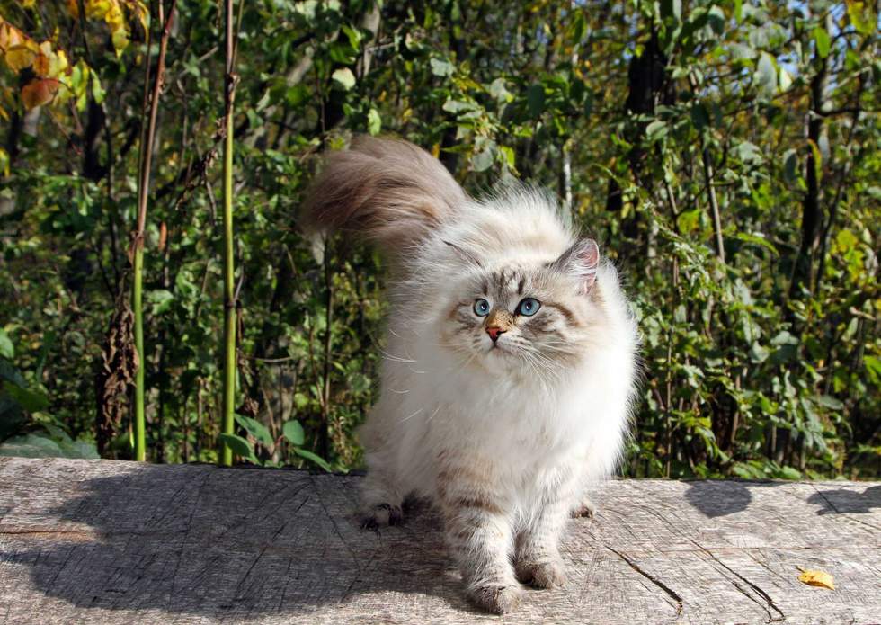 Siberian nevsky cat in a autumn nature