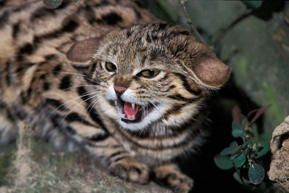 slowmotiongli - stock.adobe.com - illustrative purposes only, not the actual cat