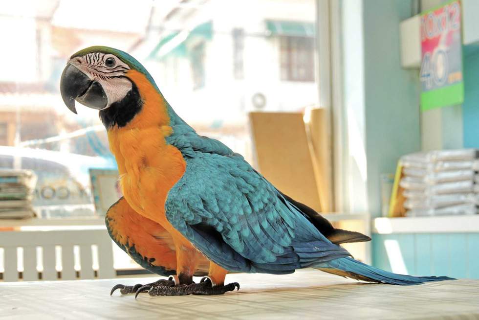 smilekorn - stock.adobe.com - illustrative purposes only, not the actual parrot