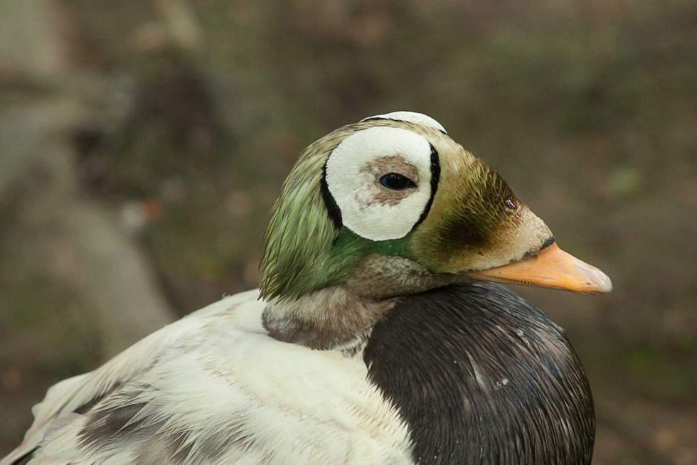 spectacled eider duck