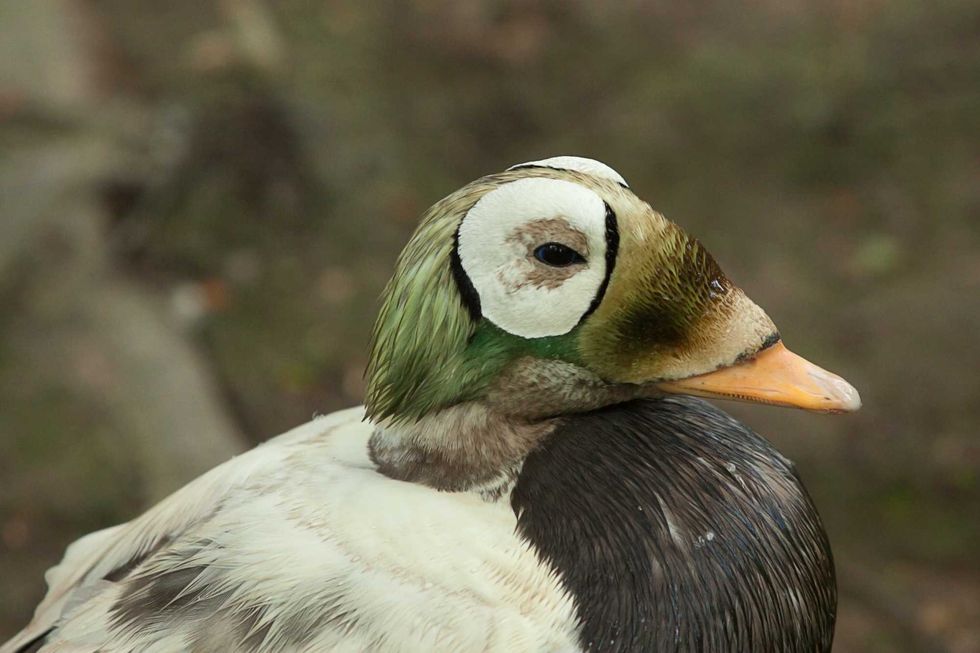 spectacled eider duck