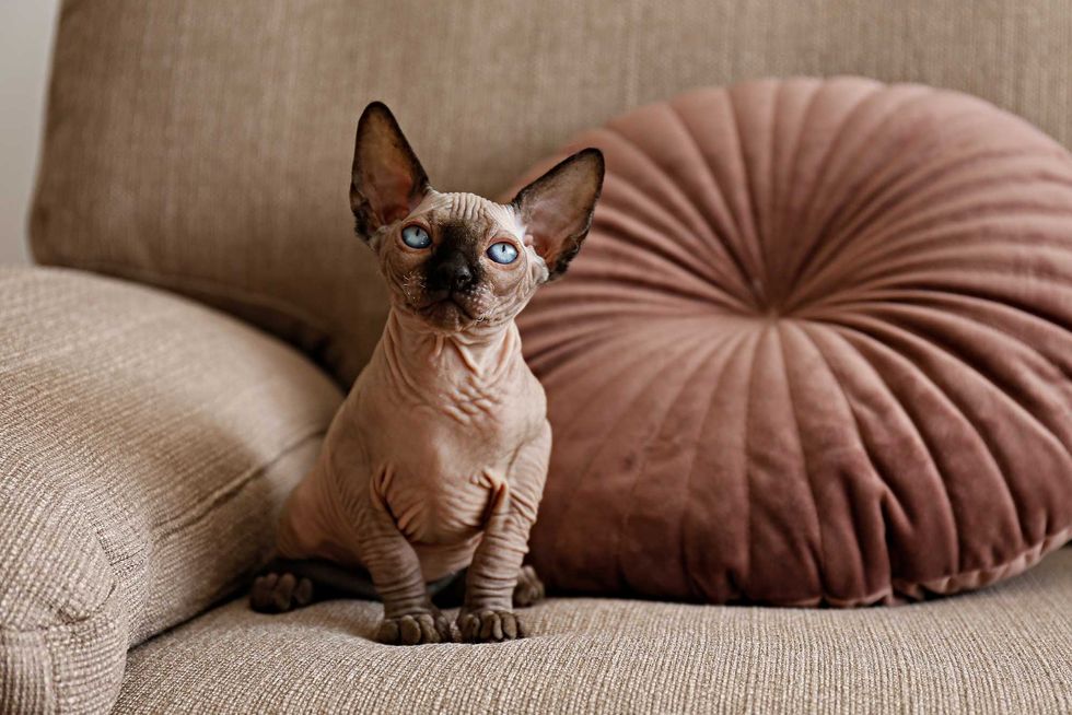 Two month old Canadian sphynx cat sitting on a couch