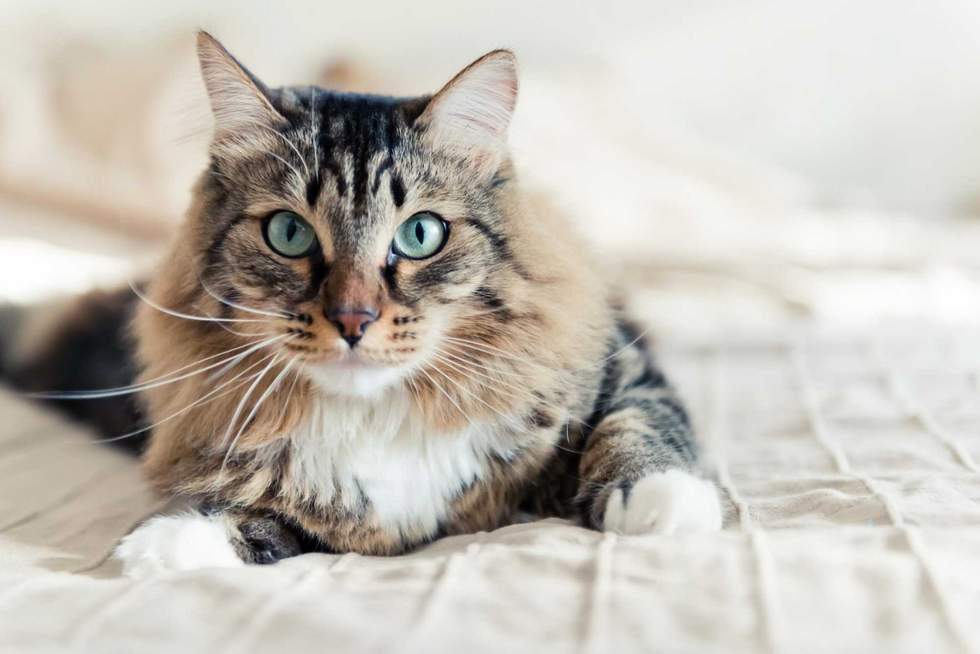 Valeri Luzina - stock.adobe.com - illustrative purposes only, not the actual cat
