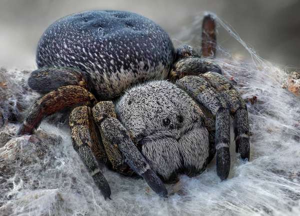 velvet spider
