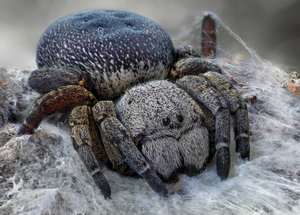 velvet spider