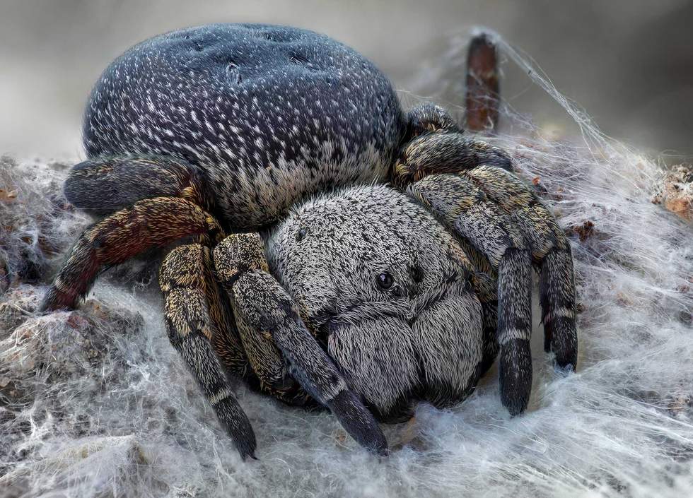 velvet spider