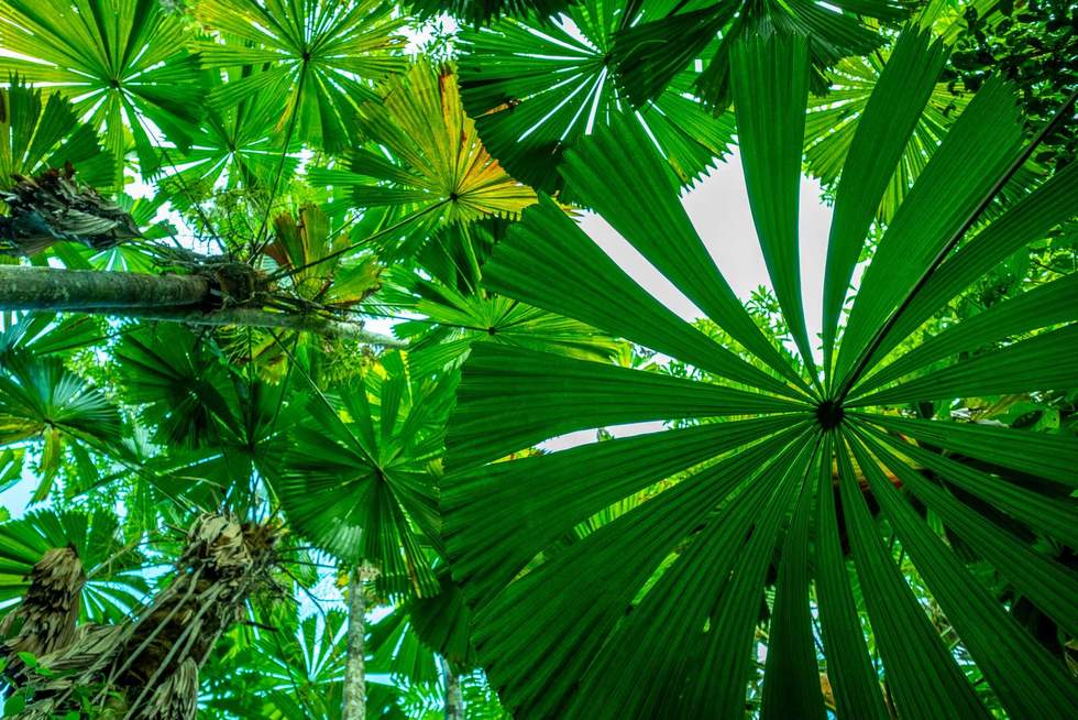 View upward through dense green licuala palm forest in the Daintree national park, Queensland, Australia