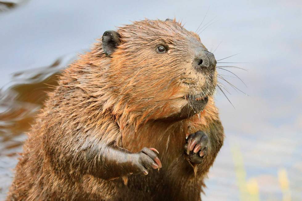 vlad_g - stock.adobe.com -  illustrative purposes only, not the actual beaver