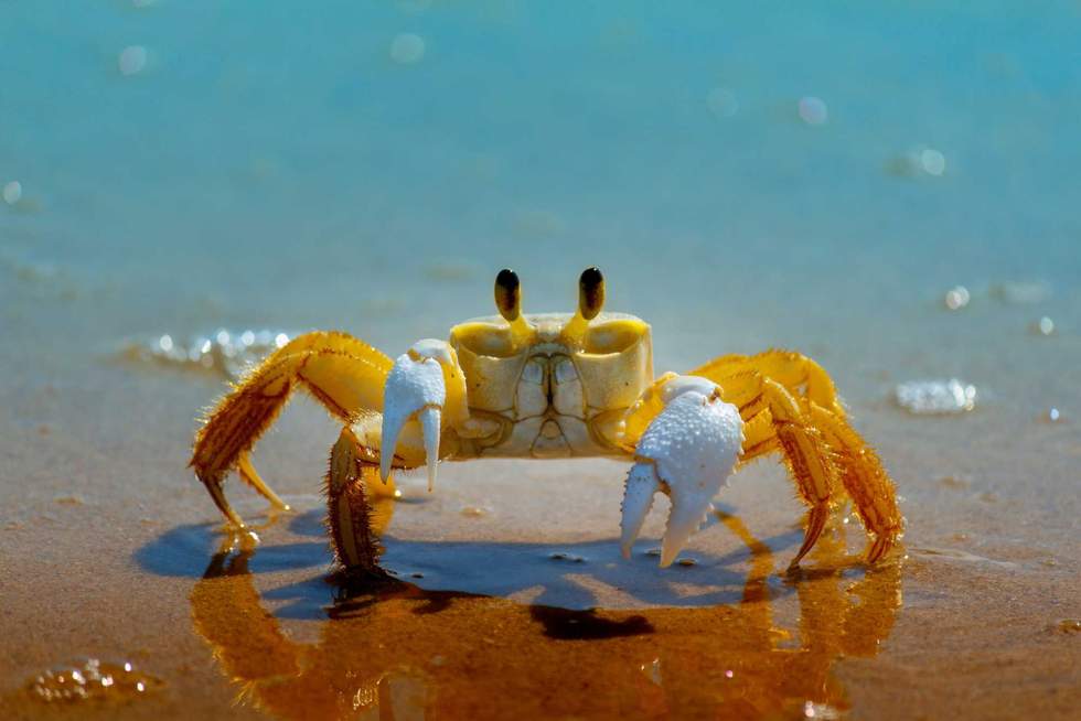 Ghost Crabs Contributed To The Loss Of Almost 30% Of Threatened Baby Turtles On This Island