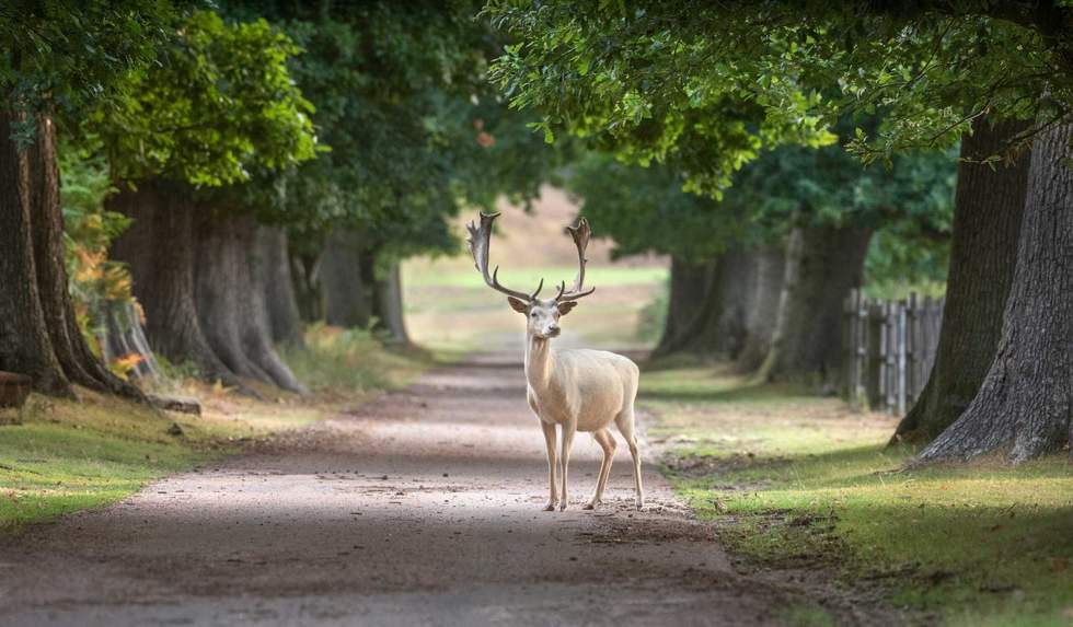 white deer