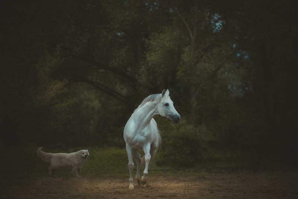 white horse runs with the dog on the dark green trees background