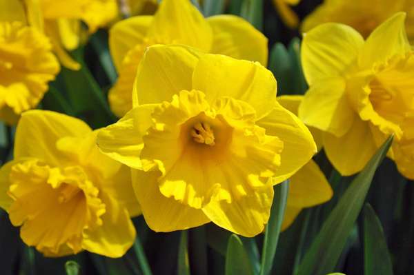 Yellow daffodils