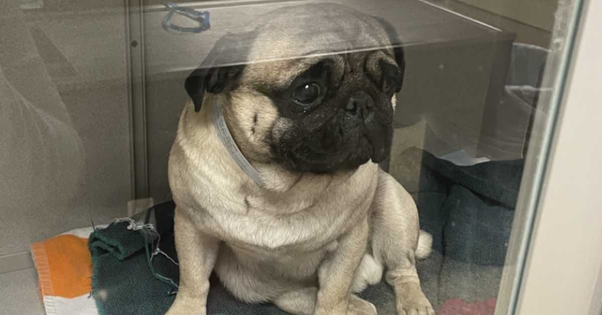 This Sweet Pug Was Rescued From A Puppy Smuggler And Now He Is ...