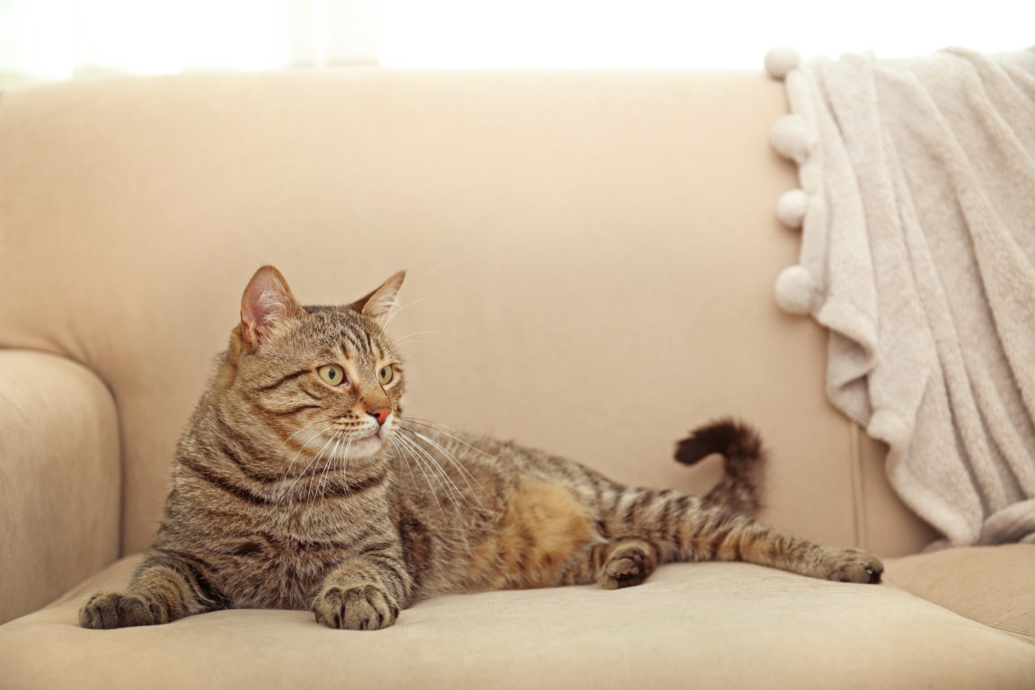Lying on Sofa Cat