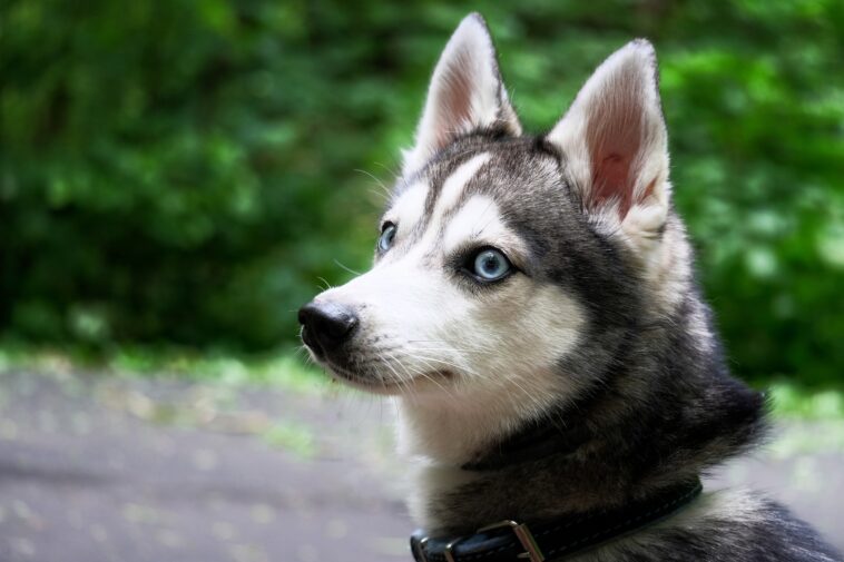 Alaskan Klee Kai in 2023  Alaskan klee kai, Dog breeds, Alaskan klee kai  puppy