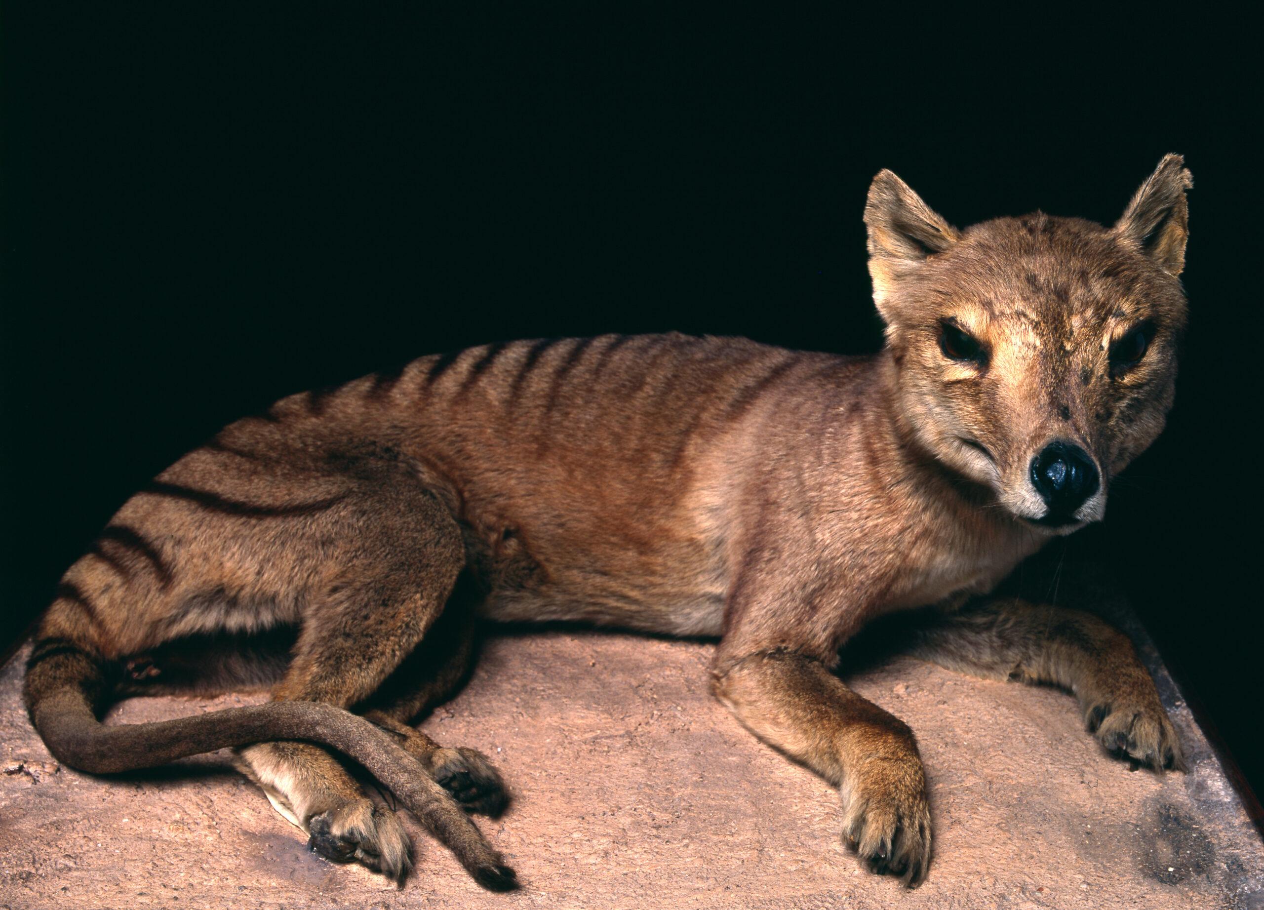 Long-extinct Tasmanian tiger may still be alive and prowling the