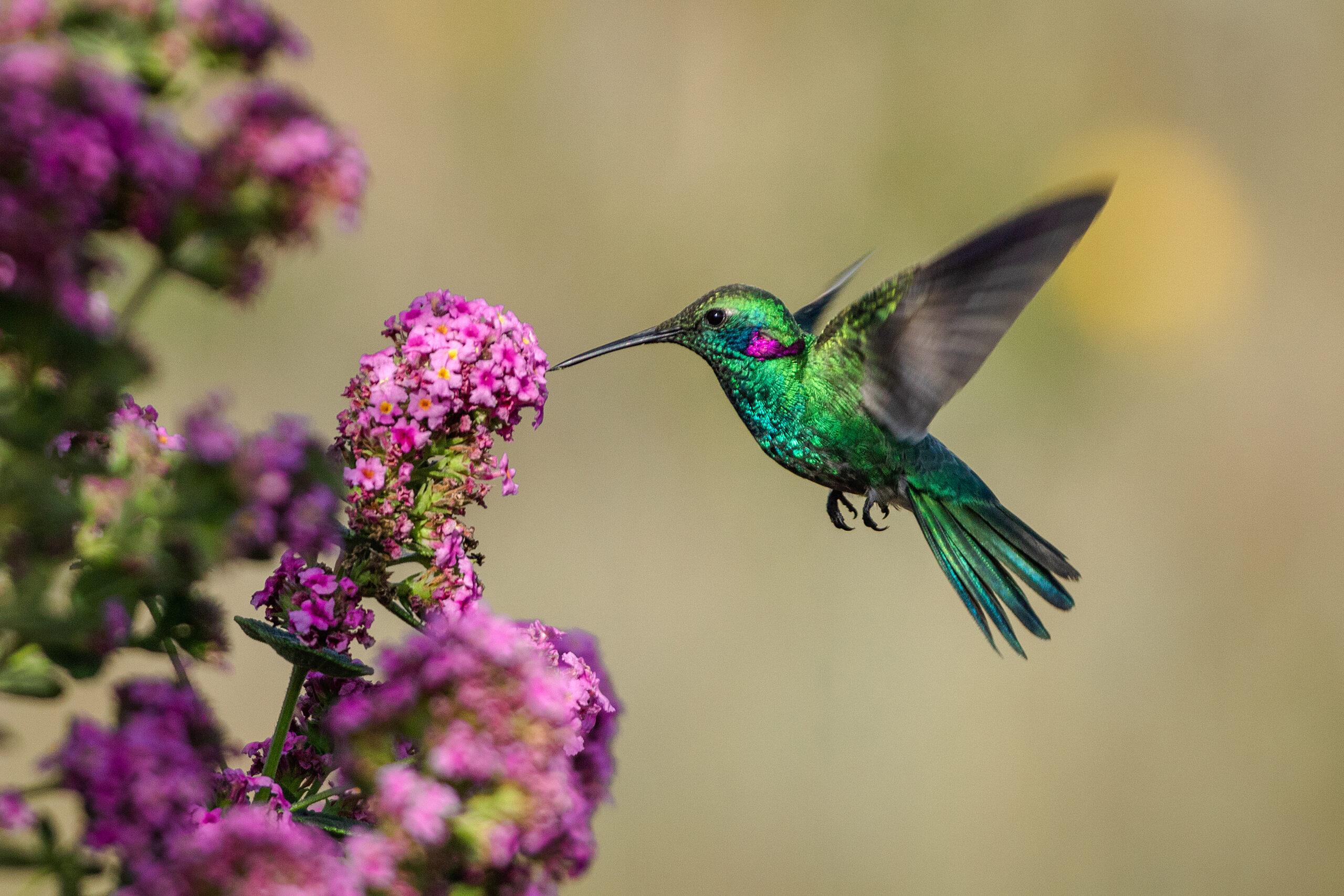 Here’s How You Can Create A Hummingbird-Friendly Garden – Page 2 – Chip ...