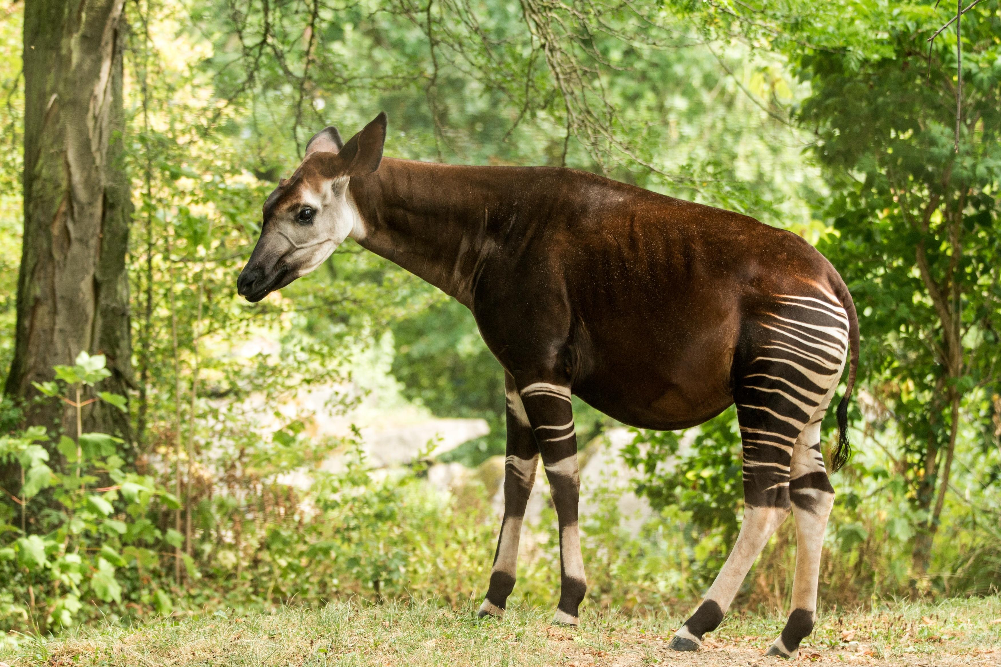 this-unique-animal-known-as-an-okapi-might-look-like-a-zebra-but-it-s