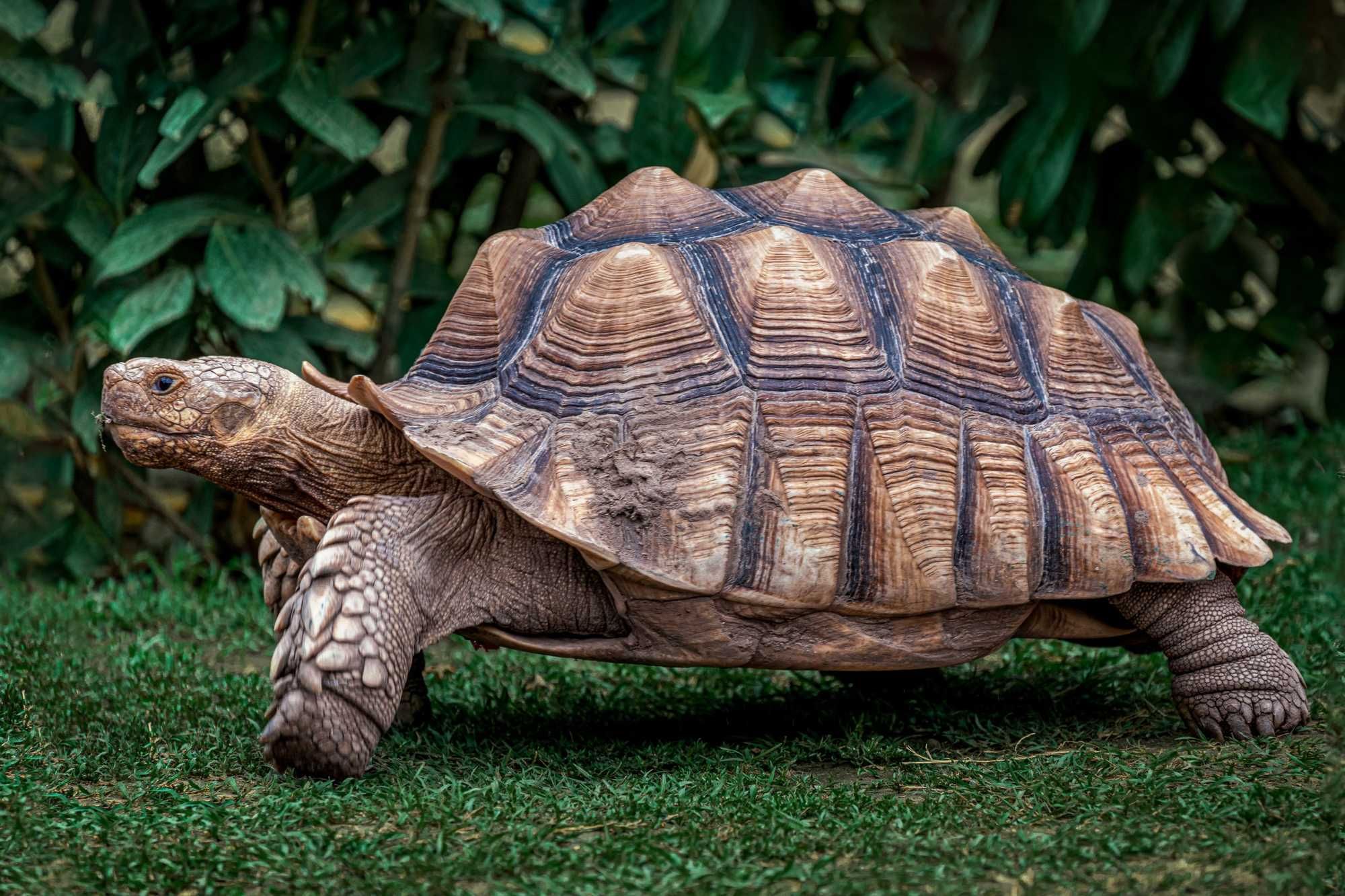 Meet Jonathan: A Giant Tortoise That Is Estimated To Have Been Born In 1832, Making Him The World's Oldest Land Animal Still Living Today At 191-Years-Old – Chip Chick - Vimarsana News