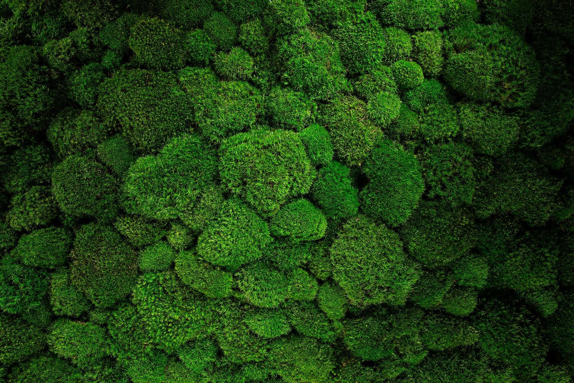 The Oldest Moss In The World Has Survived Four Mass Extinctions, But Now It's In Danger Of Disappearing Forever – Chip Chick - Vimarsana News