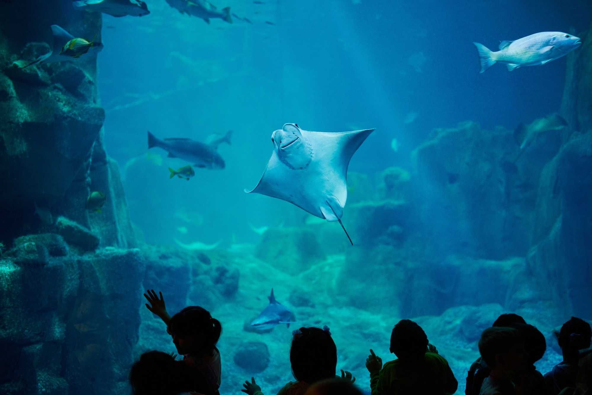 A Stingray Housed In A Tank Without A Male Companion At A North Carolina Aquarium Has Mysteriously Gotten Pregnant, Leading People To Speculate That A Shark May Be The Father - Vimarsana News