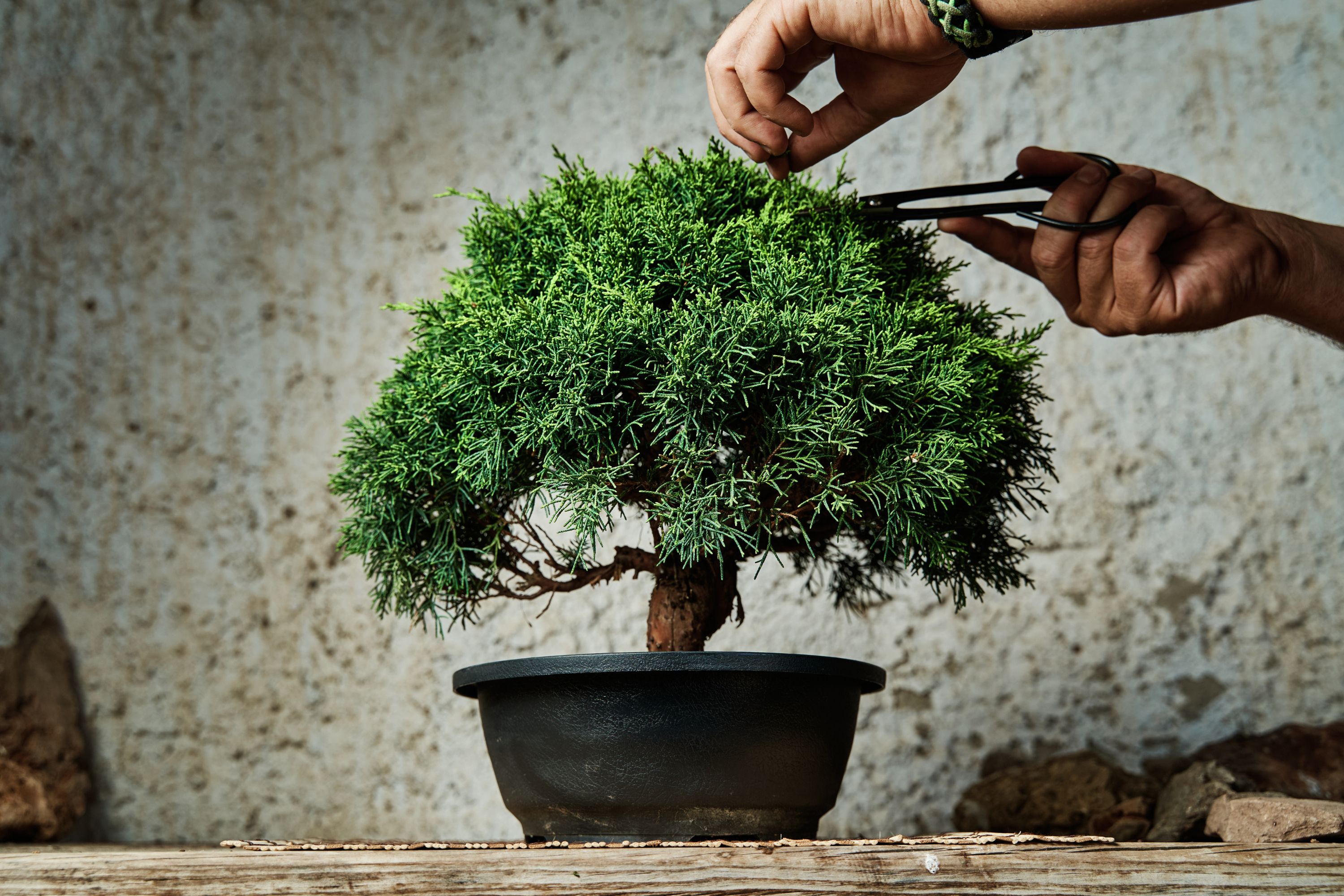 These Are The Five Best Bonsai Trees For Beginners Looking To Try Their
